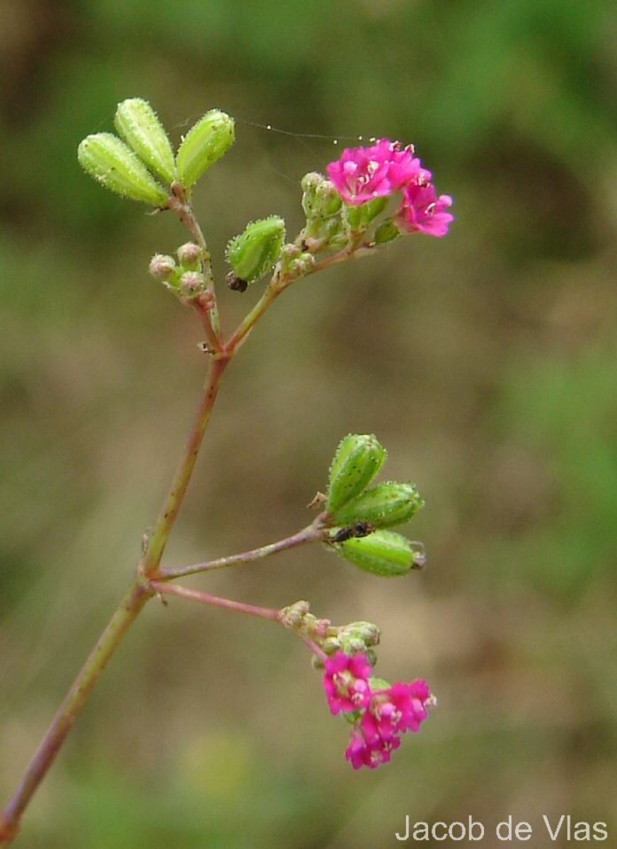 Boerhavia diffusa L.